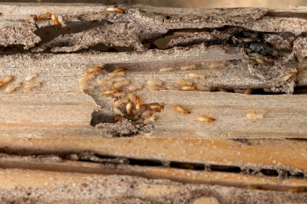 Best Pest Control Treatment  in Cresson, TX
